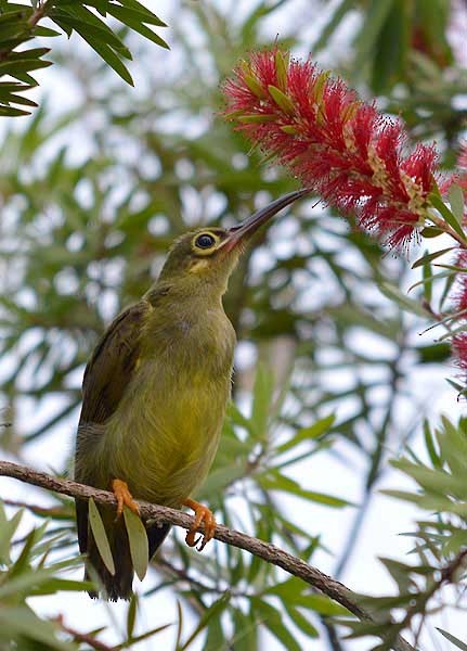 Spectacled Spiderhunter - Choy Wai Mun