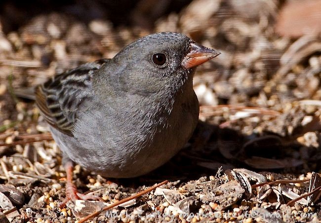 Gray Bunting - ML377158871