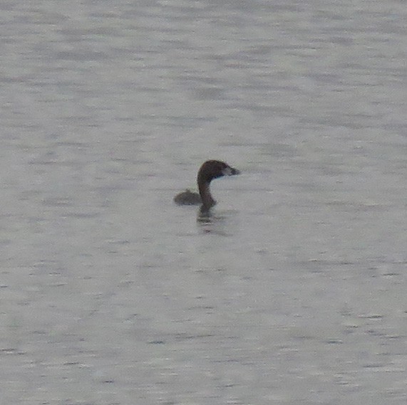 Pied-billed Grebe - ML377159031