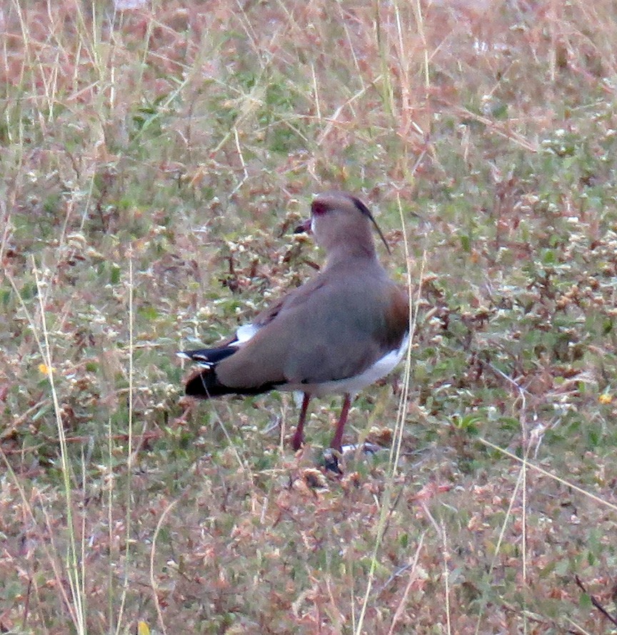 Southern Lapwing - ML377159201