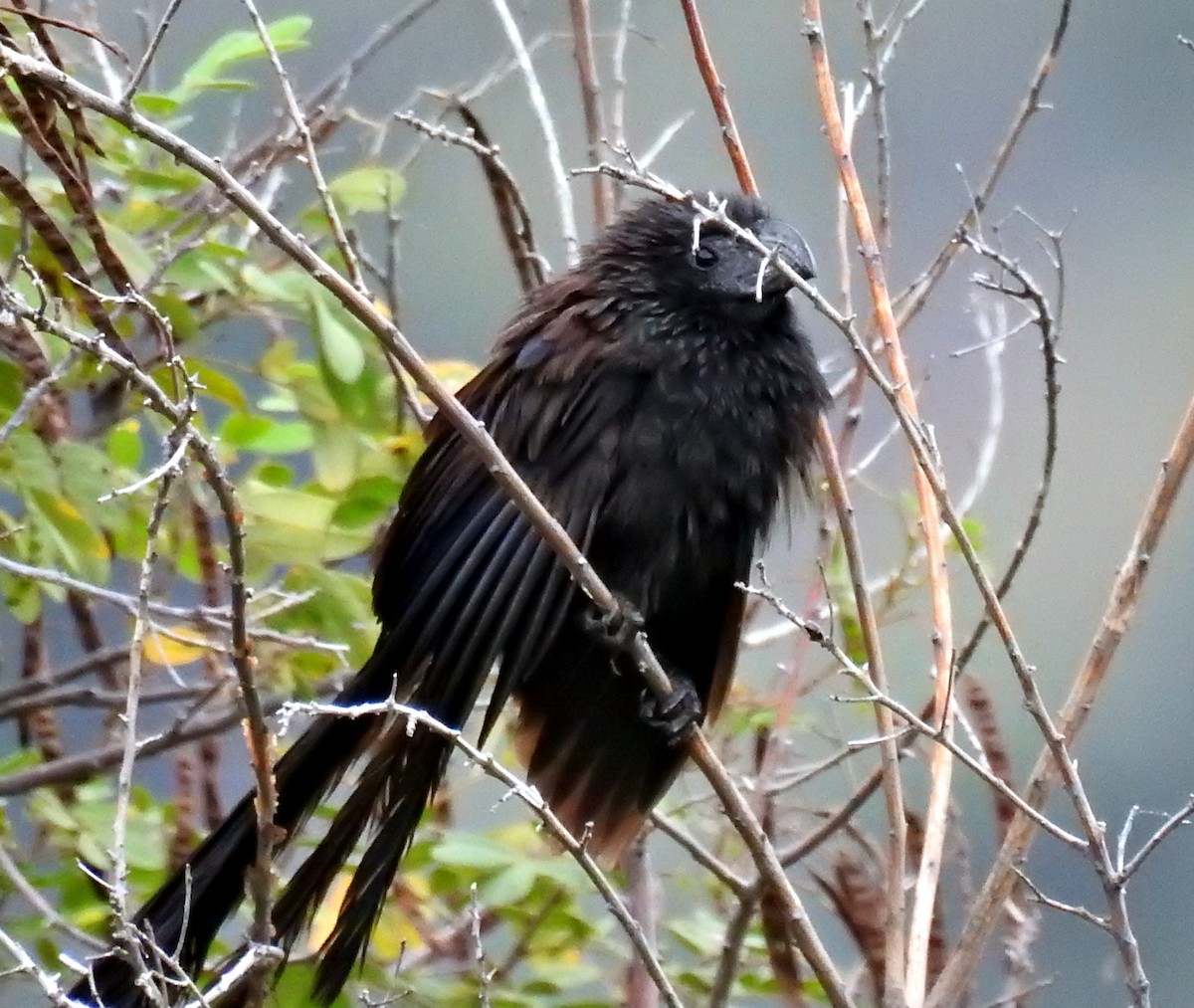 Groove-billed Ani - ML377159281