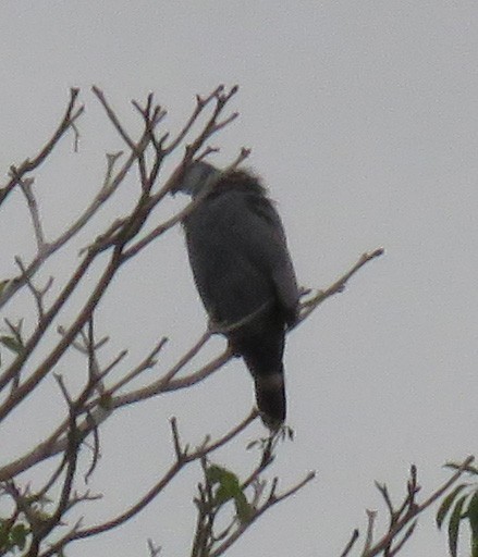 Crane Hawk - ML377159461