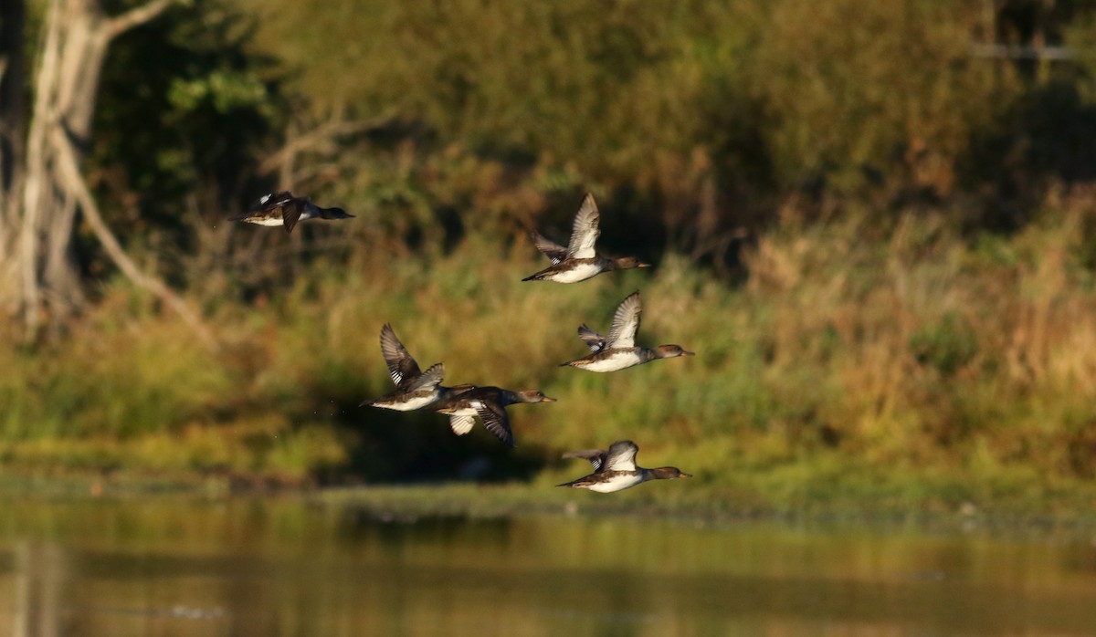 Hooded Merganser - ML37715961