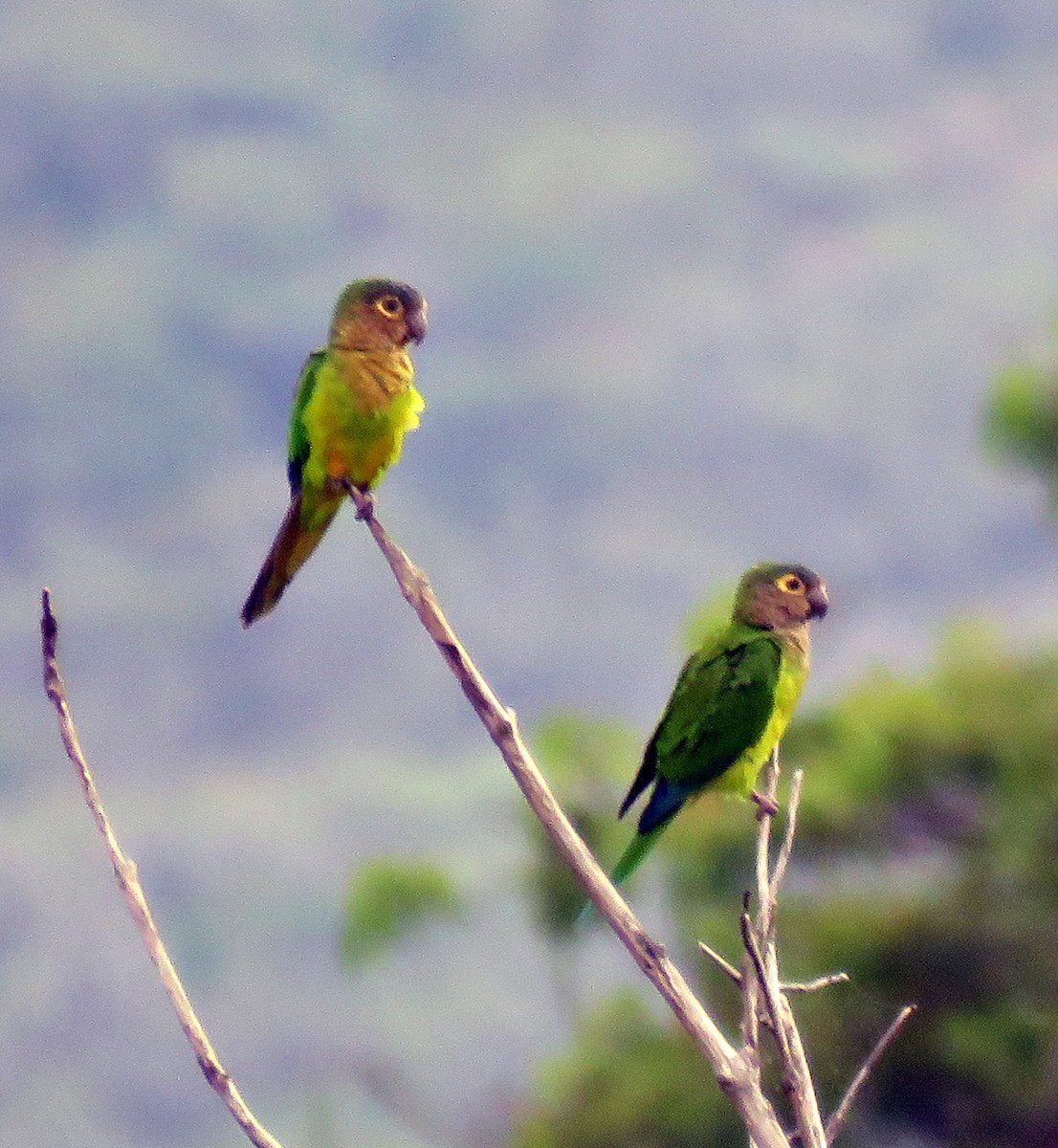 Brown-throated Parakeet - ML377159661