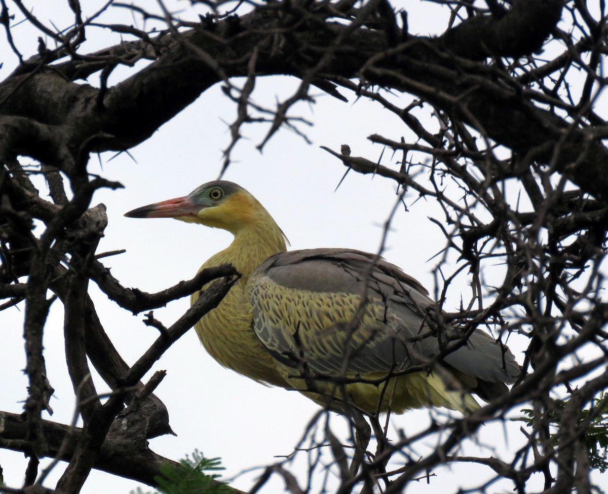 Whistling Heron - ML377159671