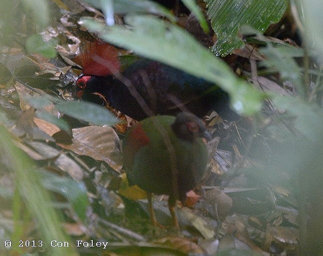 Crested Partridge - ML377159681