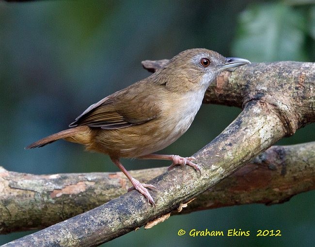 Abbott's Babbler - ML377159741