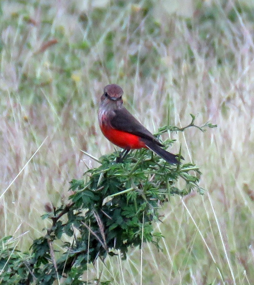 Vermilion Flycatcher - ML377159811
