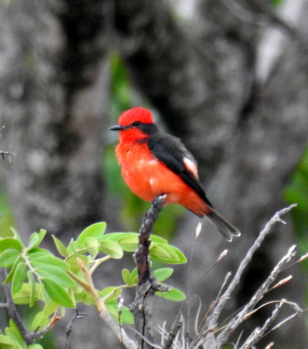 Vermilion Flycatcher - ML377159861