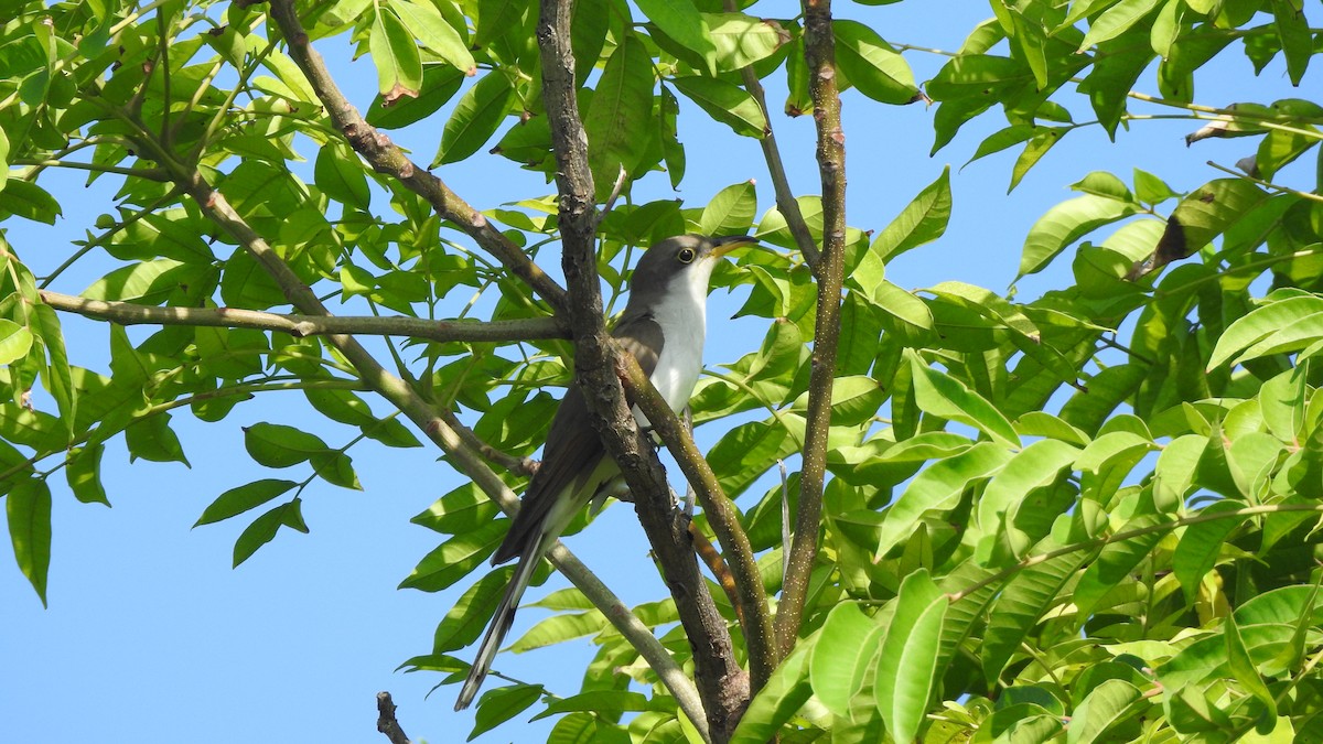 Yellow-billed Cuckoo - ML377160491