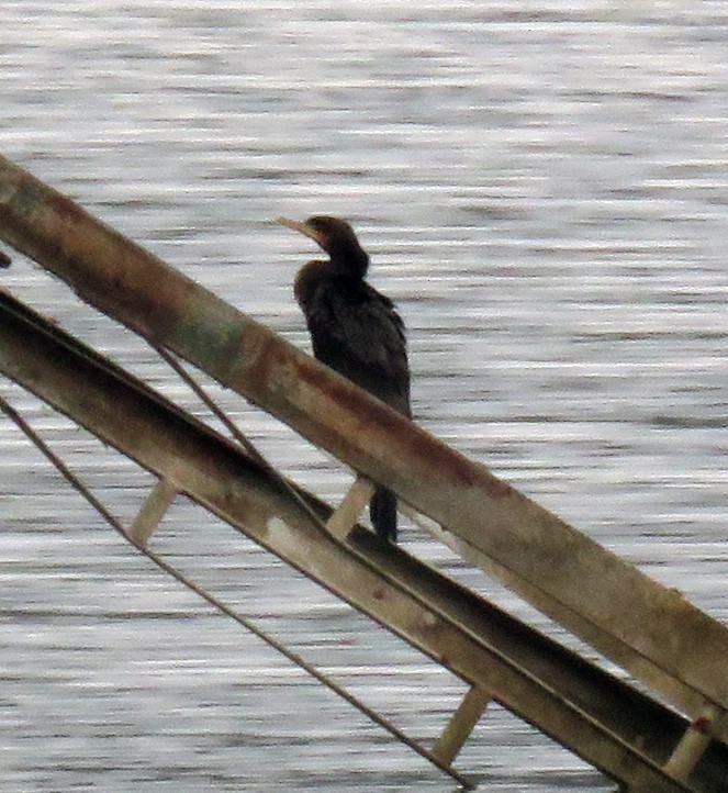 Neotropic Cormorant - ML377160511