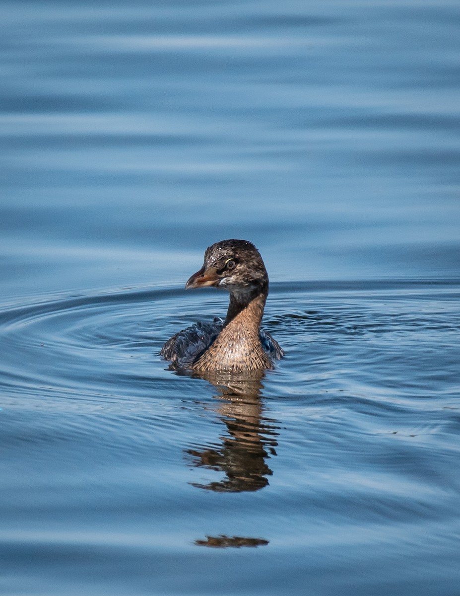 Pied-billed Grebe - ML377161981
