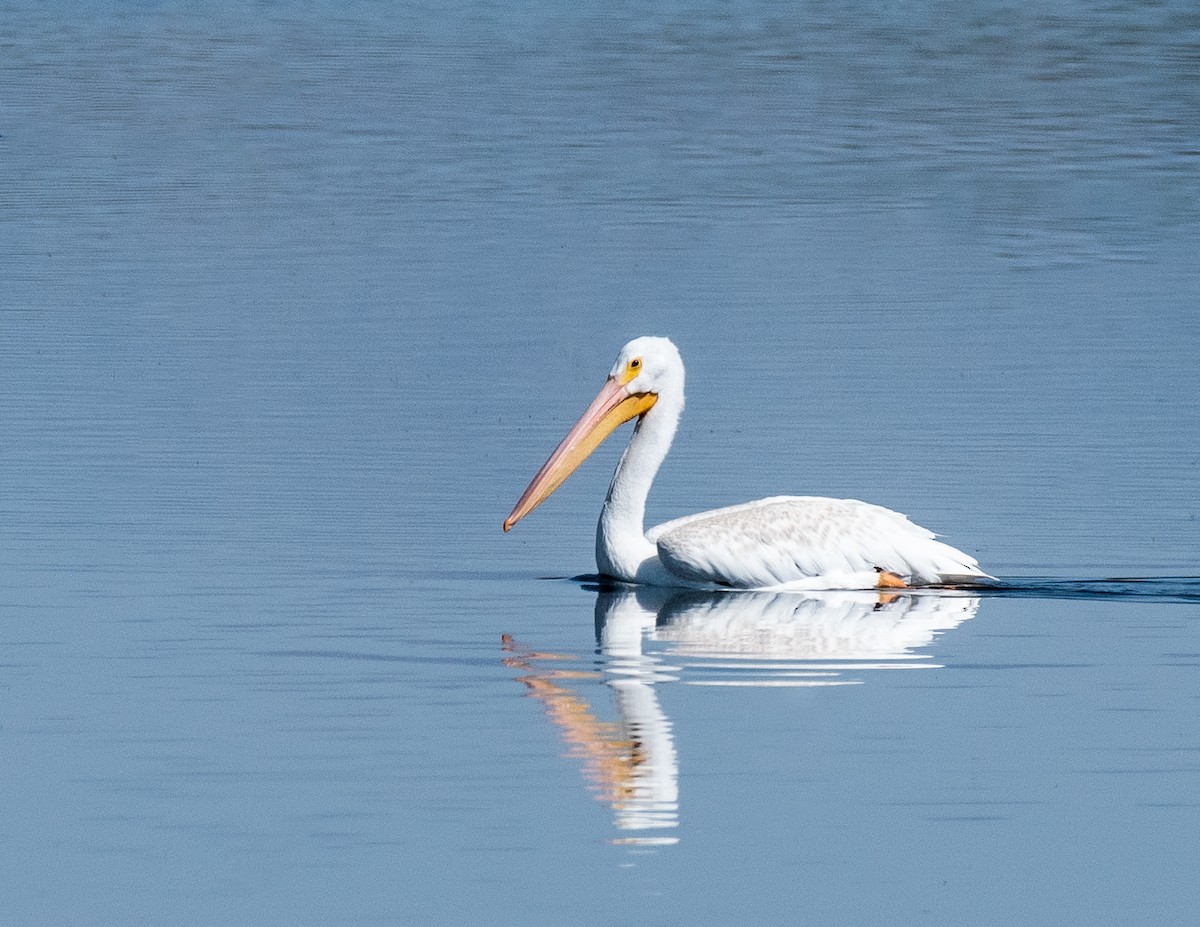American White Pelican - ML377162271