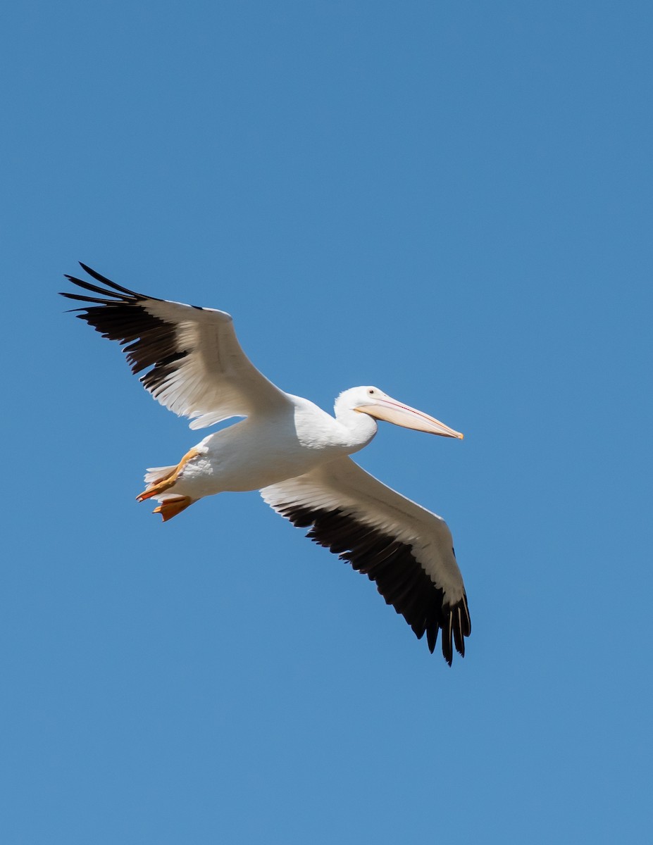 American White Pelican - ML377162301