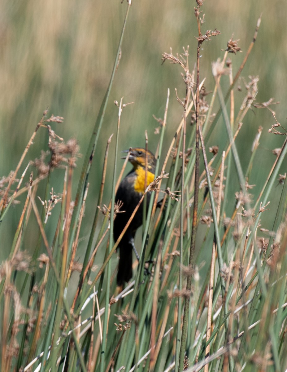 Yellow-headed Blackbird - ML377162511