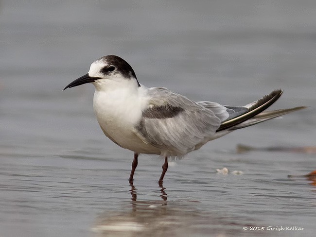 Common Tern - GIRISH KETKAR