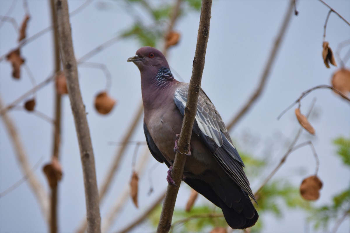 Picazuro Pigeon - ML377162931