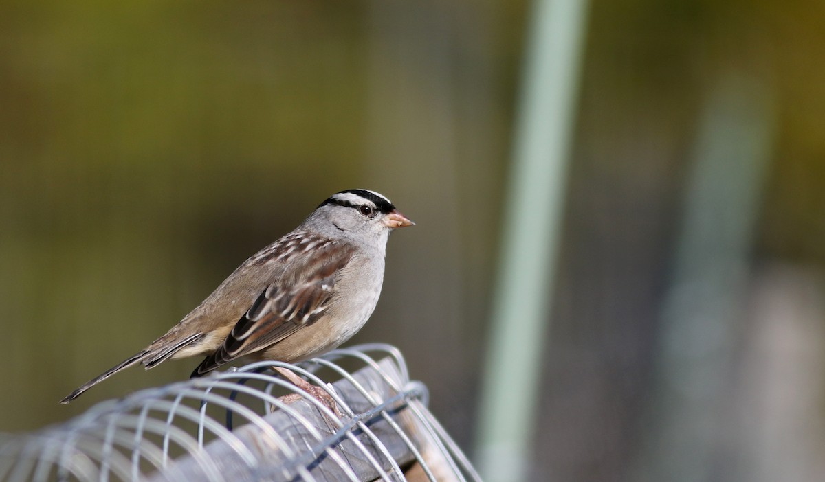 White-crowned Sparrow (leucophrys) - ML37716321
