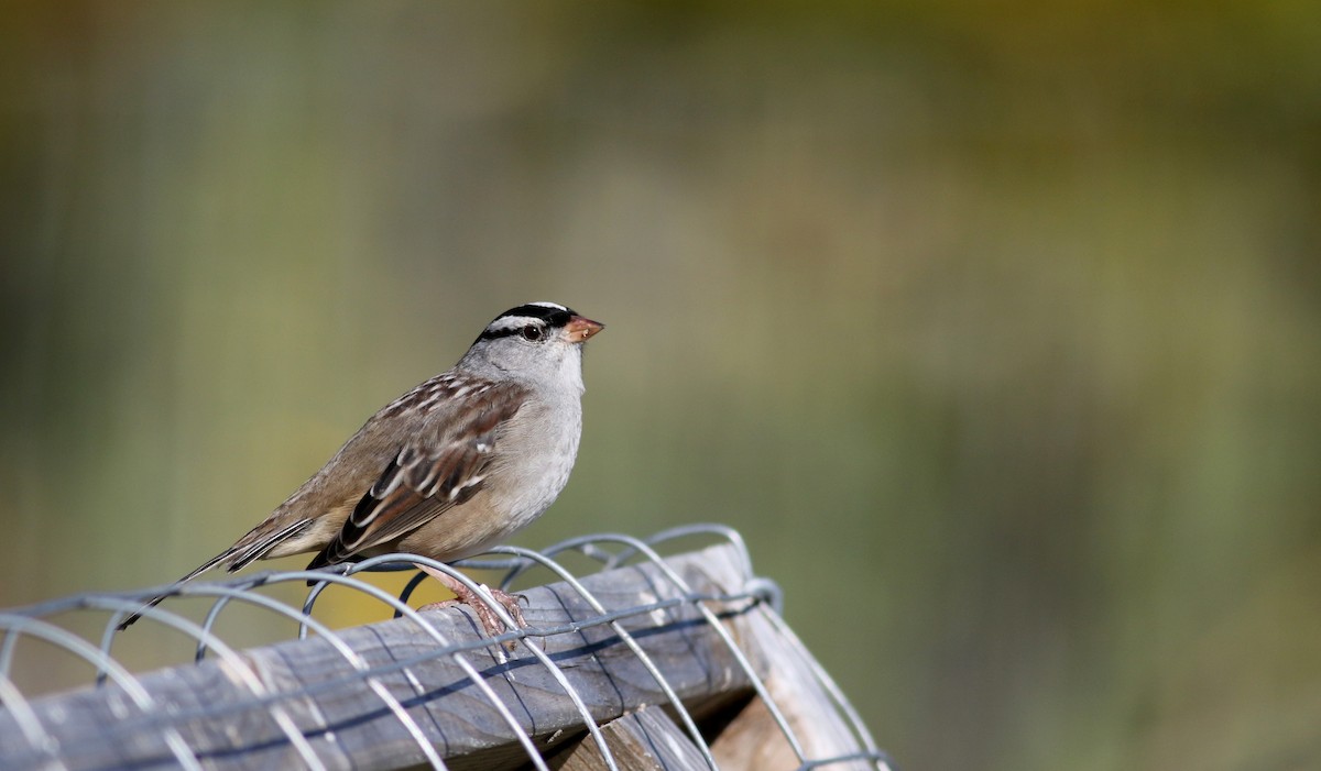 White-crowned Sparrow (leucophrys) - ML37716381
