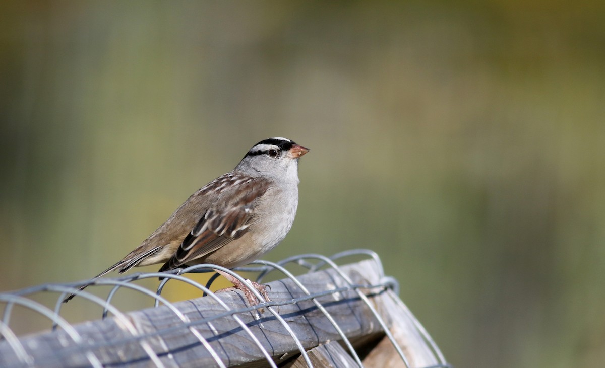 White-crowned Sparrow (leucophrys) - ML37716411