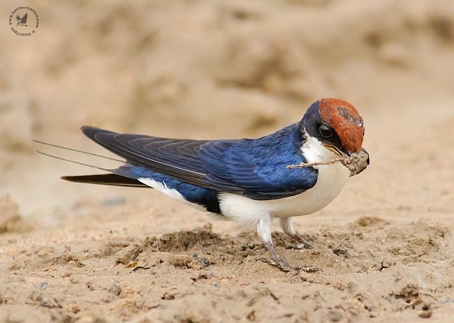 Wire-tailed Swallow - Mital Patel