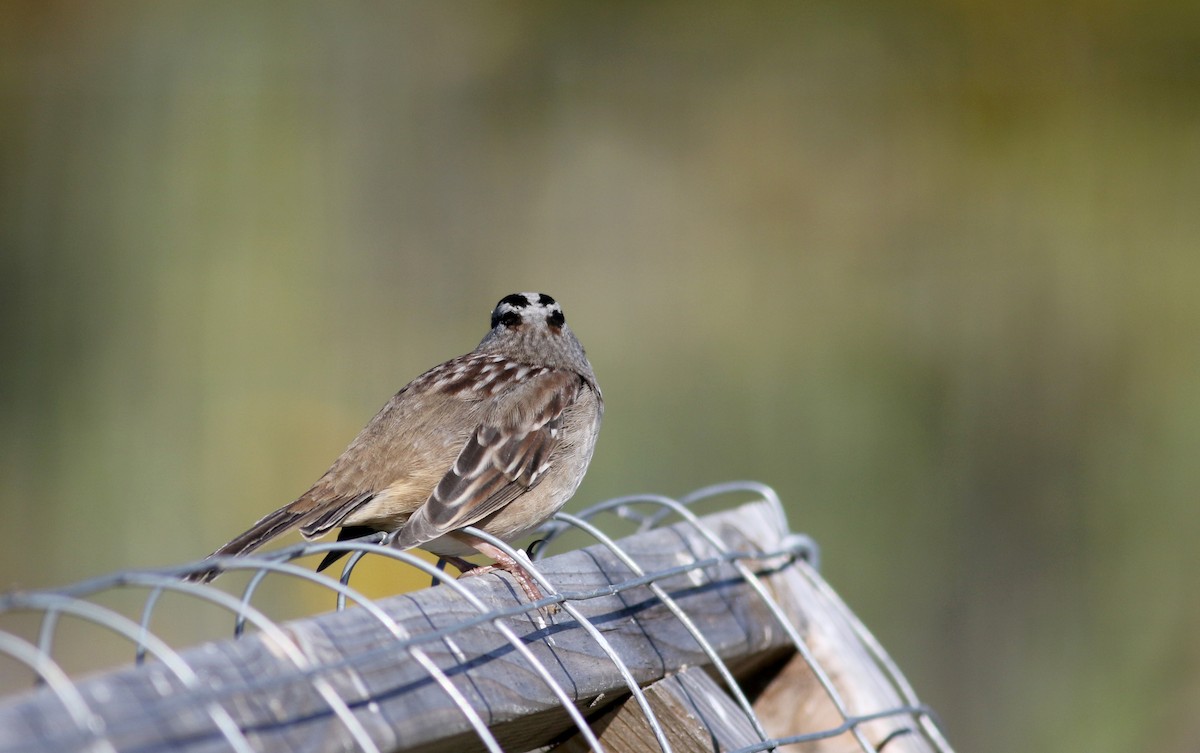 White-crowned Sparrow (leucophrys) - ML37716431