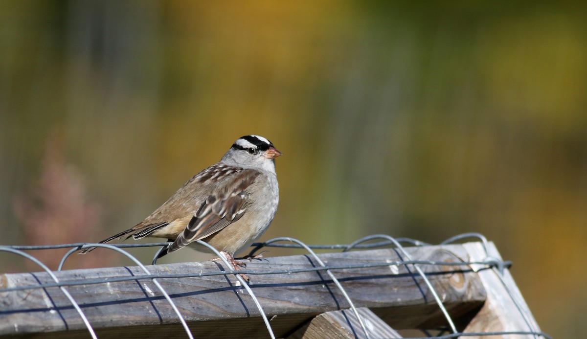 White-crowned Sparrow (leucophrys) - ML37716451