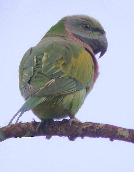Red-breasted Parakeet - ML377165471