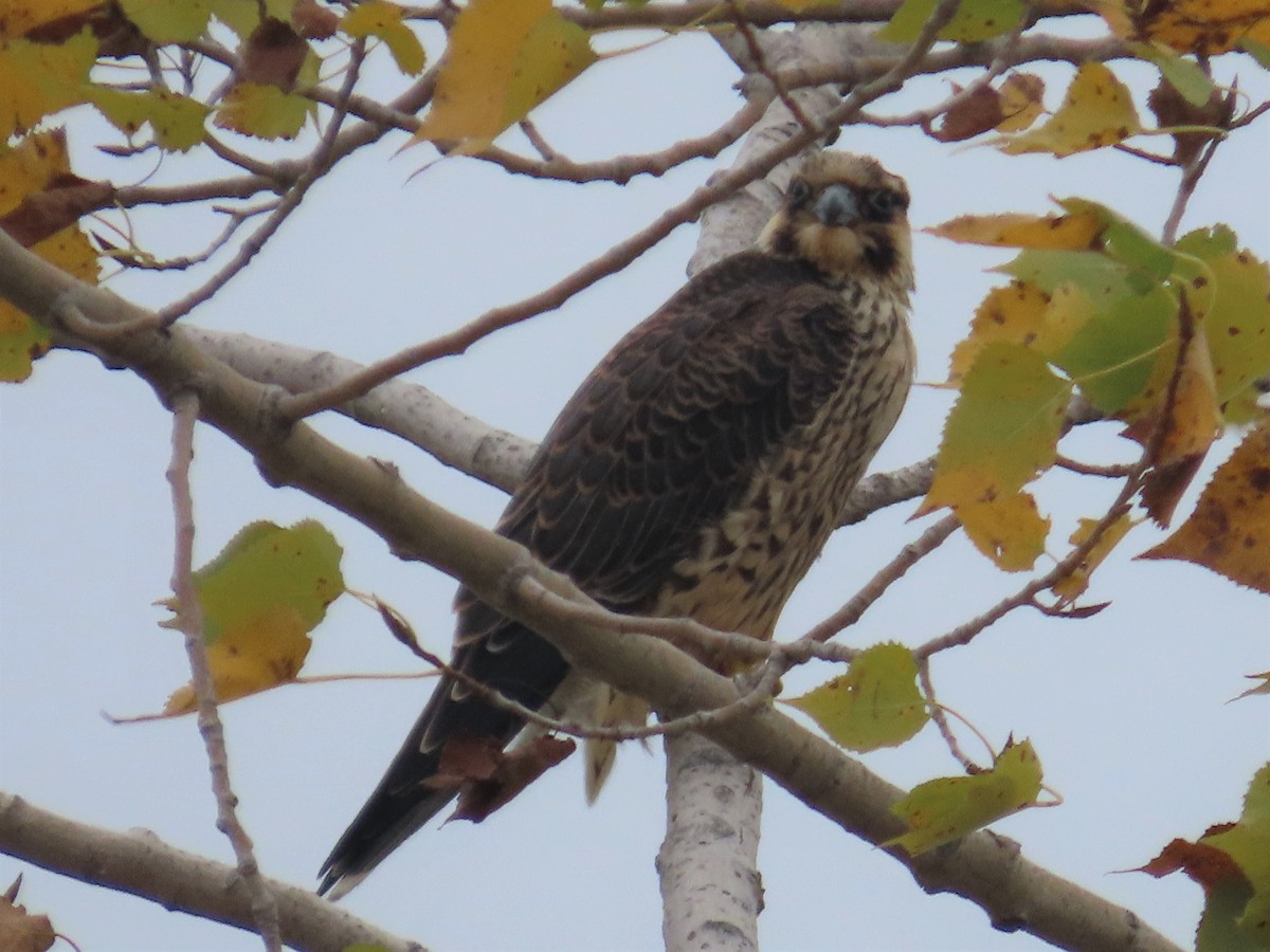 Halcón Peregrino - ML377165511