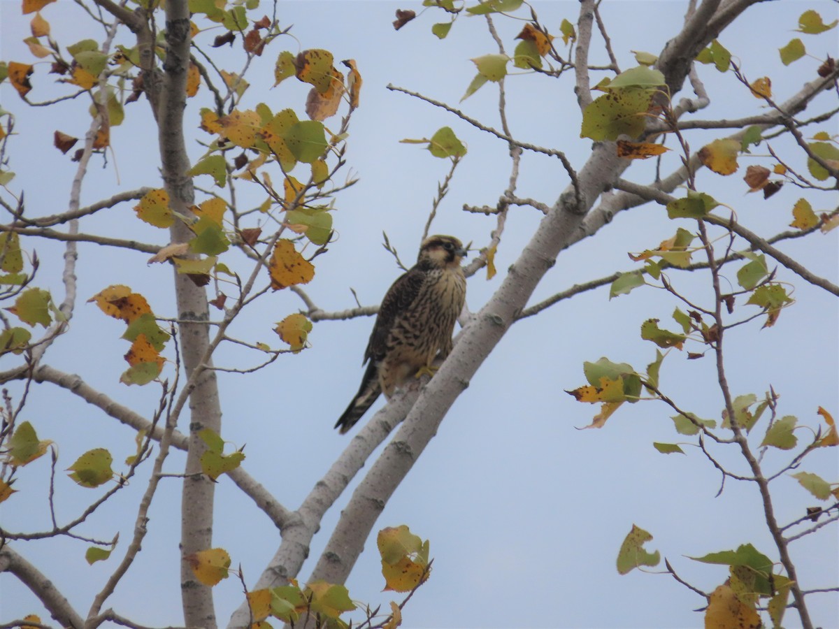 Peregrine Falcon - ML377165621