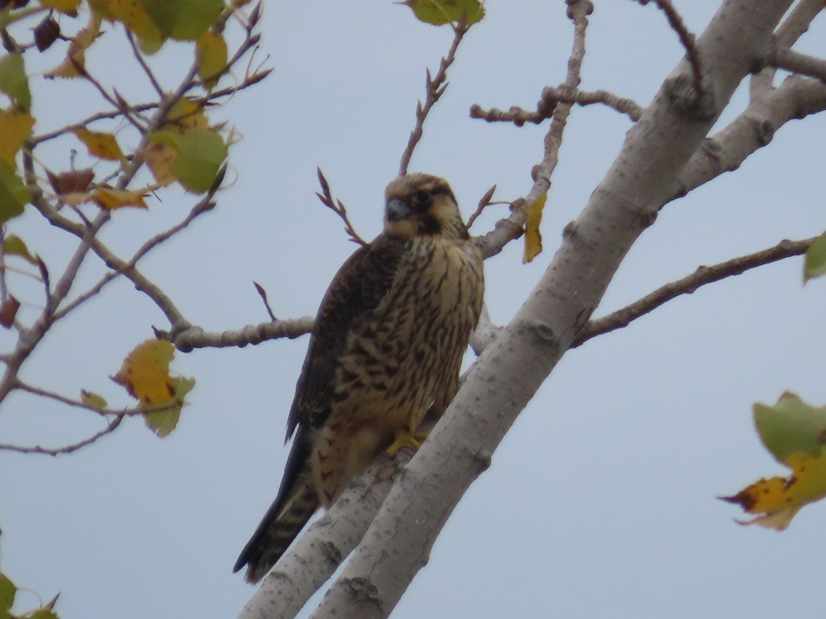 Peregrine Falcon - ML377165711