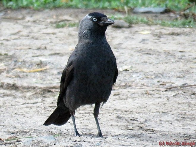 Eurasian Jackdaw - Ritvik Singh