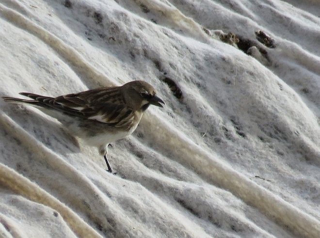 Tibetan Snowfinch - ML377166371