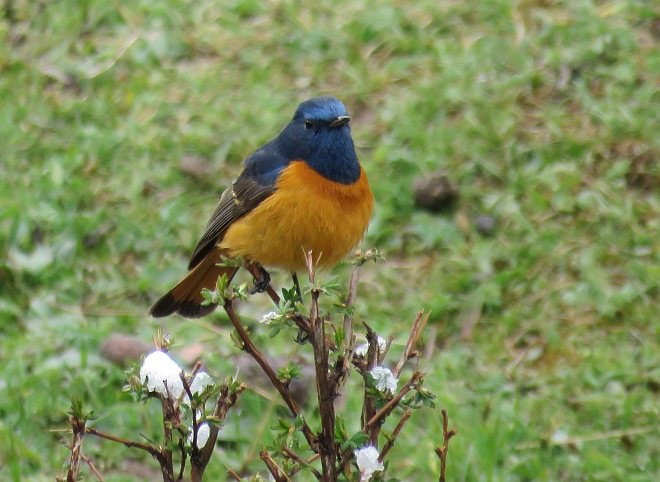 Blue-fronted Redstart - ML377166441