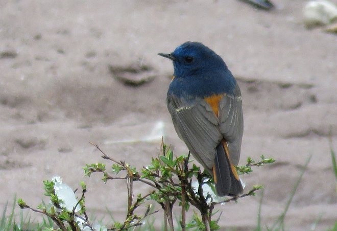 Blue-fronted Redstart - ML377166471