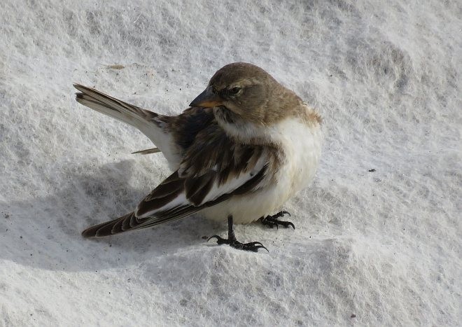 Tibetan Snowfinch - ML377166491