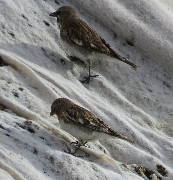 Tibetan Snowfinch - ML377166511