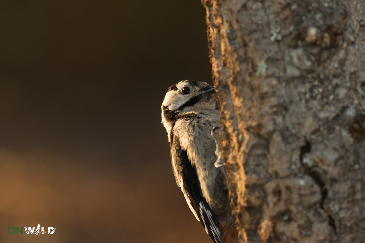 Great Spotted Woodpecker - ML377167401