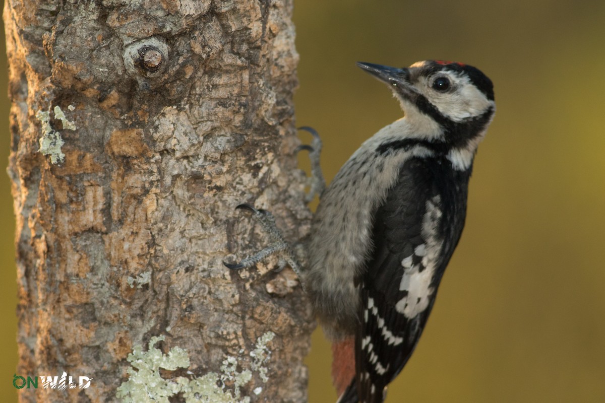 Great Spotted Woodpecker - ML377167411