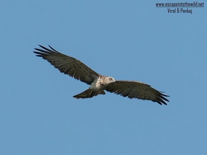 Short-toed Snake-Eagle - ML377168021