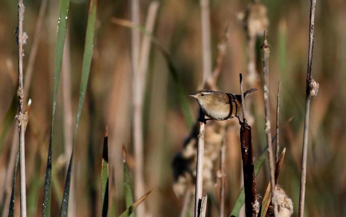 Marsh Wren (palustris Group) - ML37716891