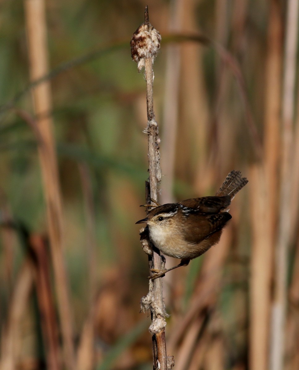 Marsh Wren (palustris Group) - ML37717001