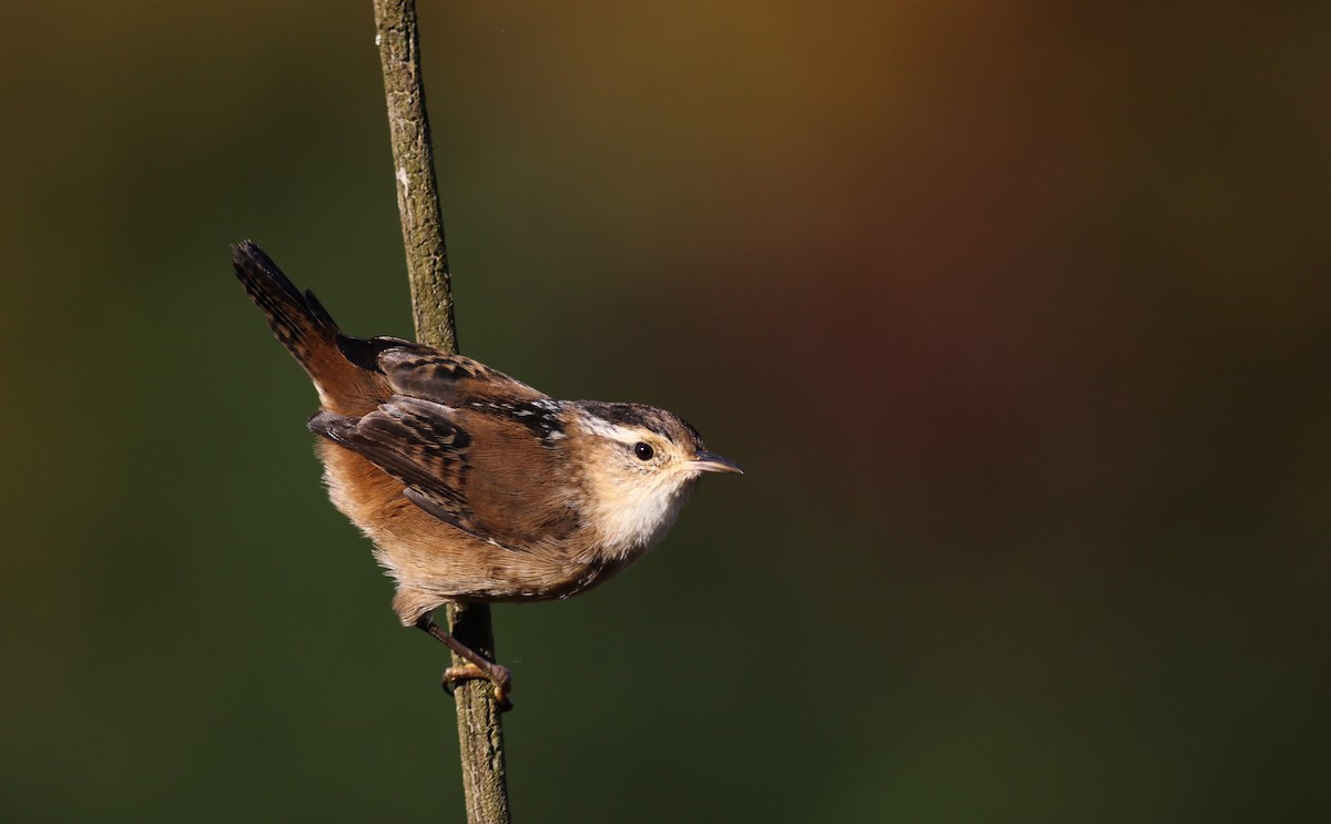 Cucarachero Pantanero (grupo palustris) - ML37717111