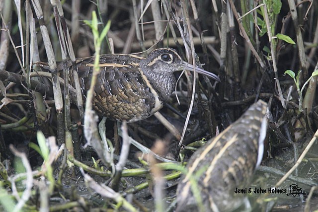Greater Painted-Snipe - ML377171271