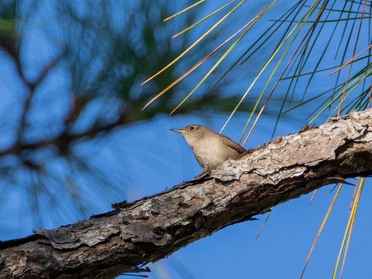 House Wren - john robberson