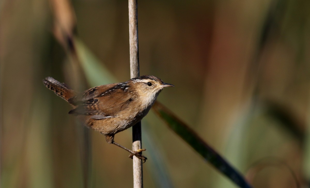 Marsh Wren (palustris Group) - Jay McGowan