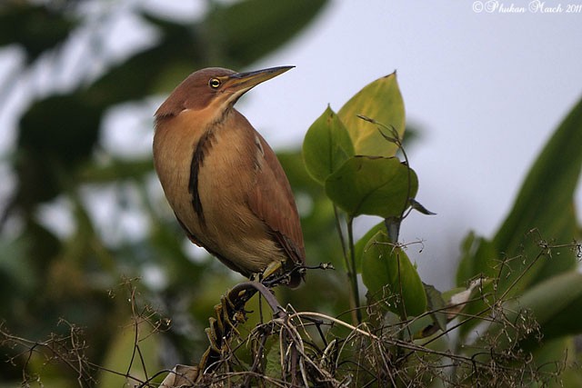 Cinnamon Bittern - ML377171391