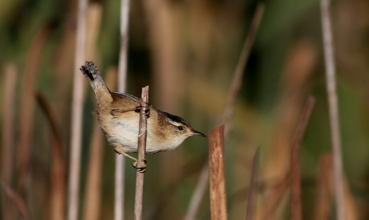 Cucarachero Pantanero (grupo palustris) - ML37717141