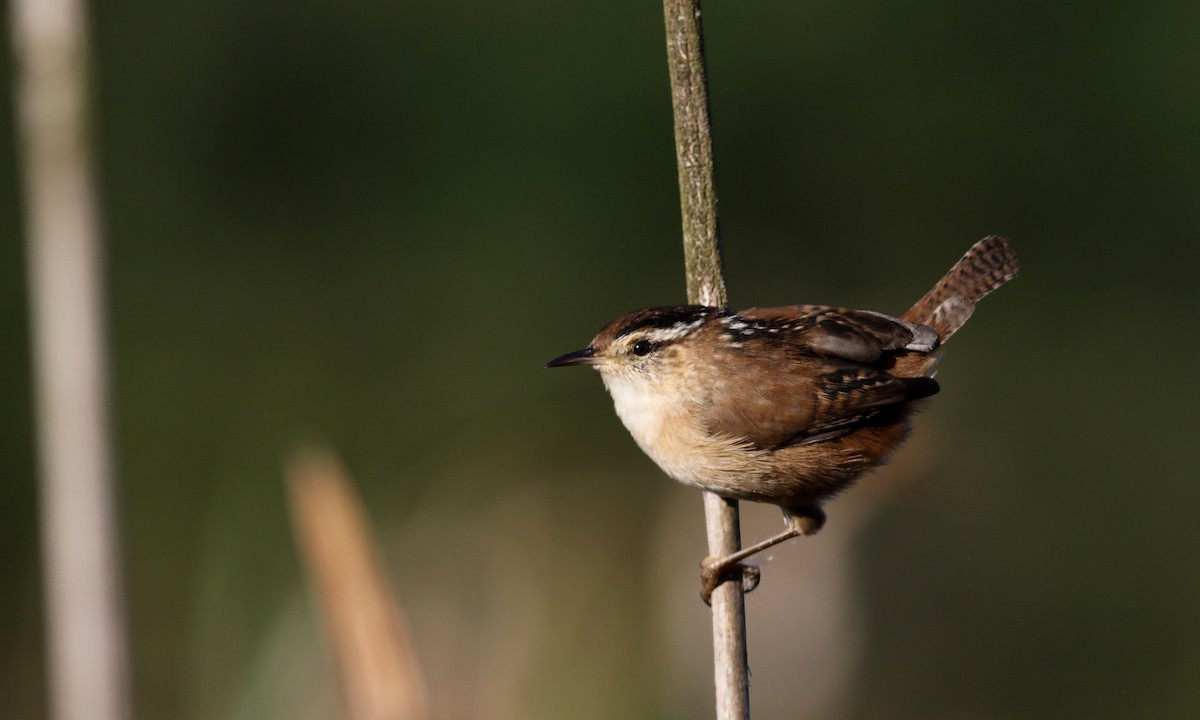 Cucarachero Pantanero (grupo palustris) - ML37717151