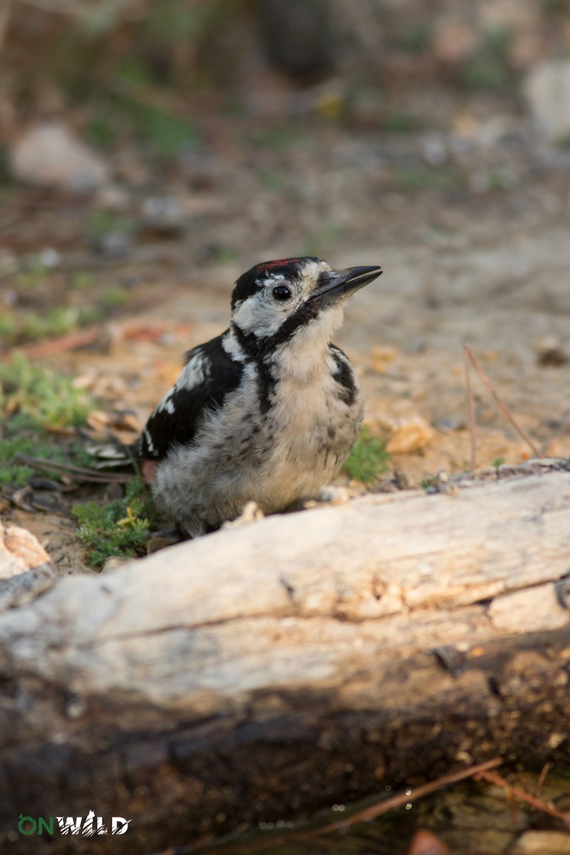 Great Spotted Woodpecker - ML377172161